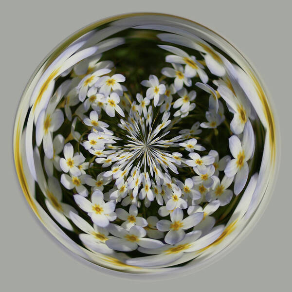White Poster featuring the photograph Wildflowers Orb by Bill Barber