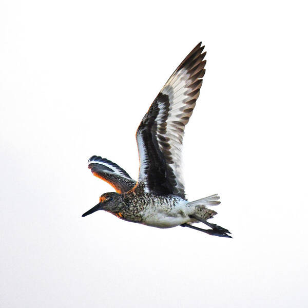 Willet Poster featuring the photograph Willet by Ken Stampfer