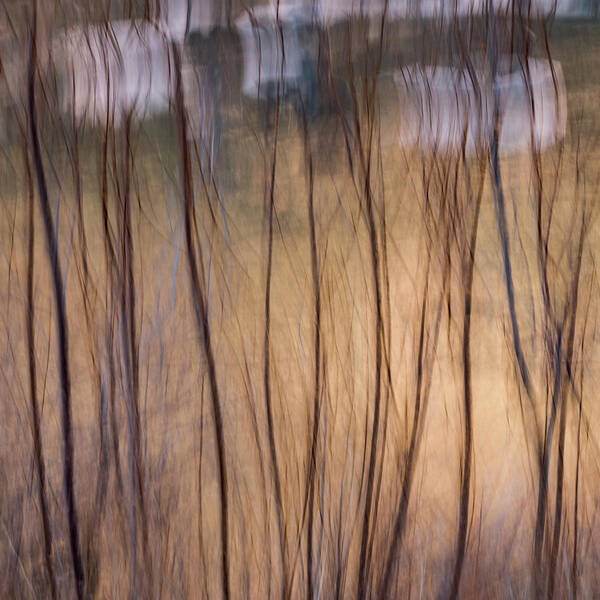 Abstract Poster featuring the photograph Willows In Winter by Deborah Hughes