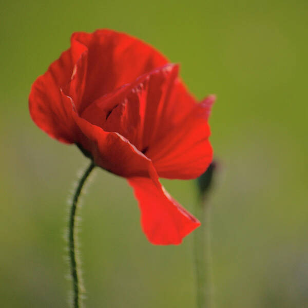 Windswept Poster featuring the photograph Windswept Poppy by Adrian Wale