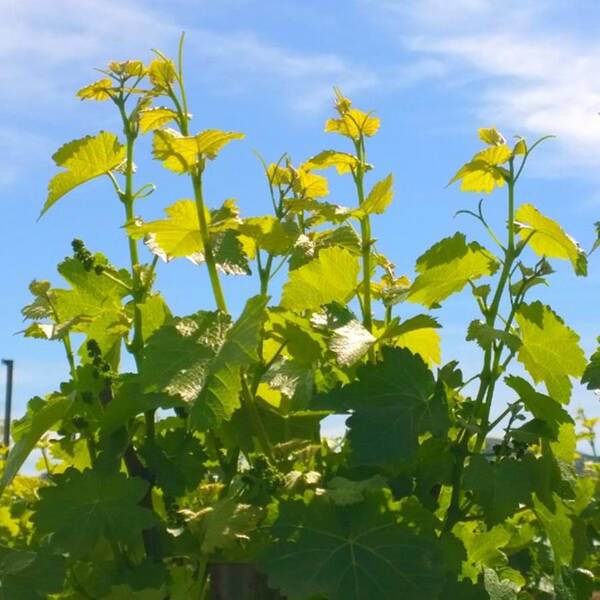 Plants Poster featuring the photograph #wine #vines Reaching For The Sky :-) by Shari Warren