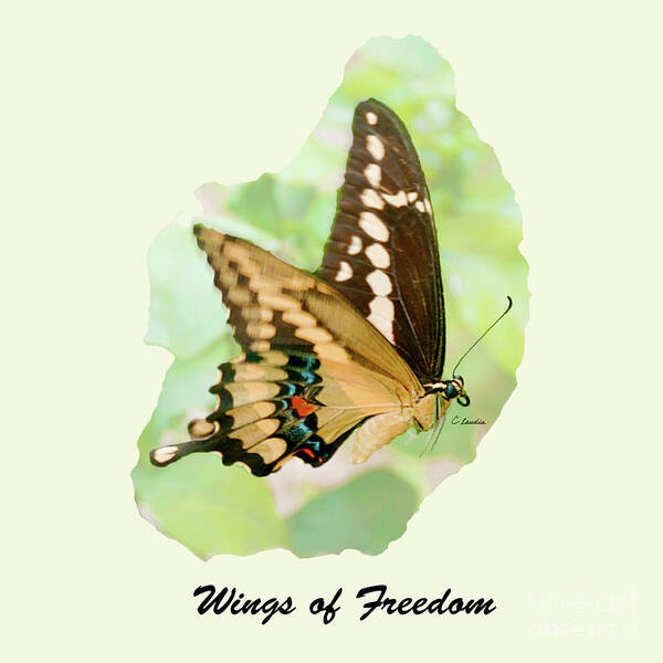 Freedom Poster featuring the photograph Wings of Freedom by Claudia Ellis by Claudia Ellis