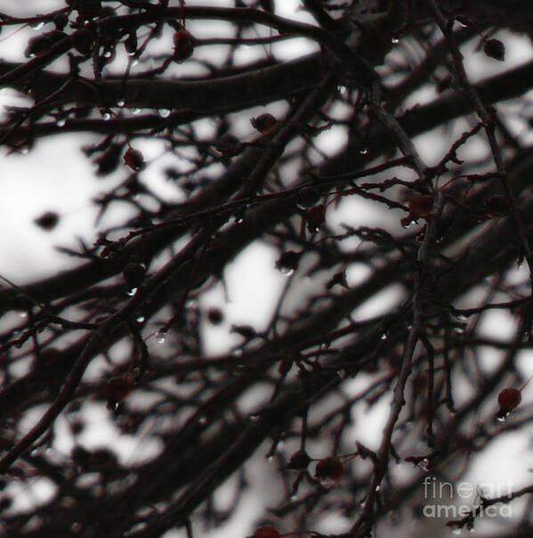 Branches Poster featuring the photograph Winter Rain by Linda Shafer