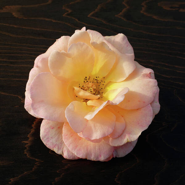 Winter Rose Poster featuring the photograph Winter Salmon Rose on Antique Wood by Kathy Anselmo