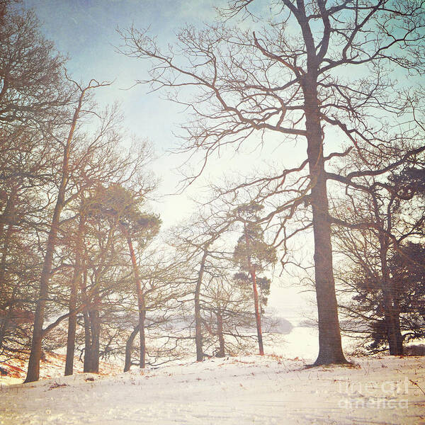 Trees Poster featuring the photograph Winter trees by Lyn Randle