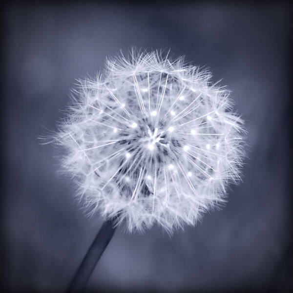 Dandelion Poster featuring the photograph Wish by Melanie Alexandra Price