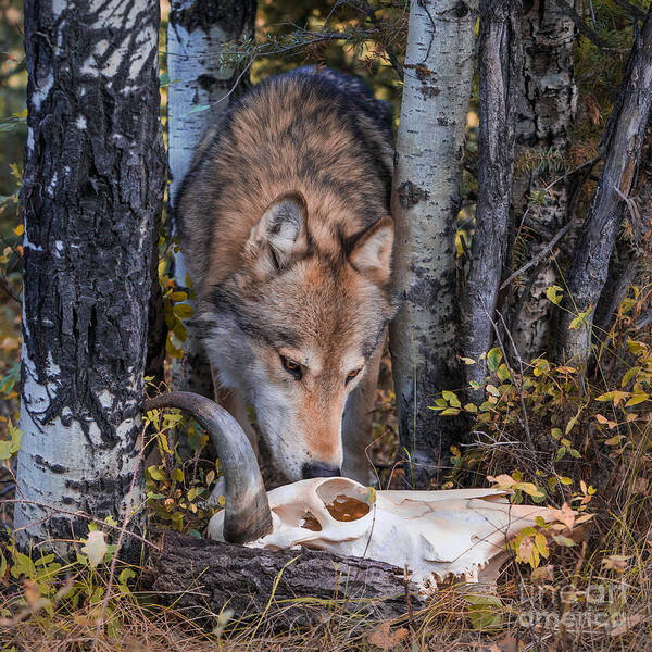 Animal Poster featuring the photograph Wolf and Skull by Jerry Fornarotto