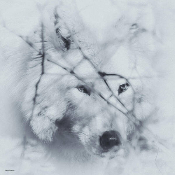 Wolf Poster featuring the photograph Wolf Portrait by Crystal Wightman