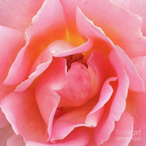 Macro Pink Rose Tinged With Yellow Poster featuring the photograph Womb by Steve Travis