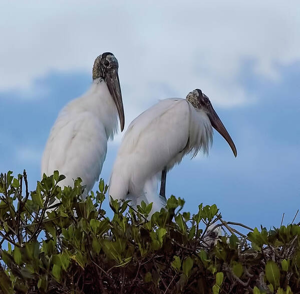 Wood Stork Poster featuring the photograph Wood Stork Couple by Richard Goldman