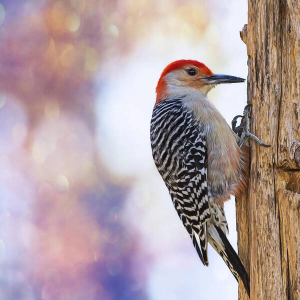 Red-bellied Woodpecker Poster featuring the photograph Woody On Pink Bokeh by Bill and Linda Tiepelman