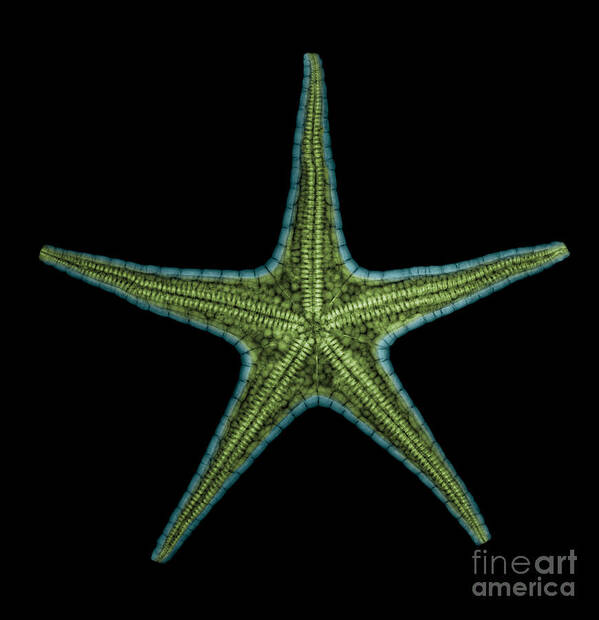 Xray Poster featuring the photograph X-ray Of Starfish by Ted Kinsman
