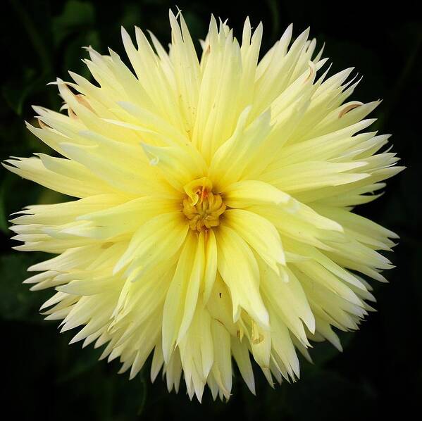Dahlia Poster featuring the photograph Yellow Dahlia by Brian Eberly