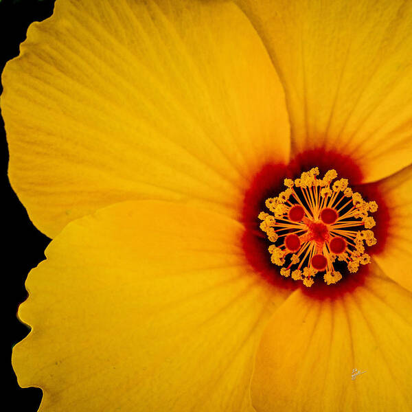 Yellow Flower Poster featuring the photograph Yellow Hibiscus Squared by TK Goforth
