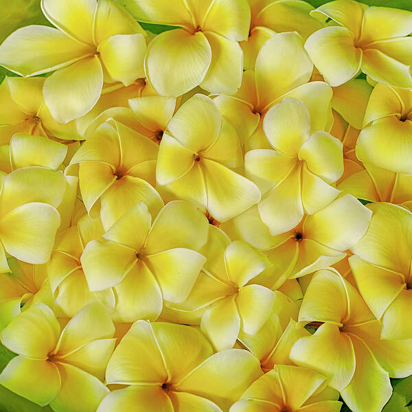 Plumerias Poster featuring the photograph Yellow Plumerias by Jade Moon