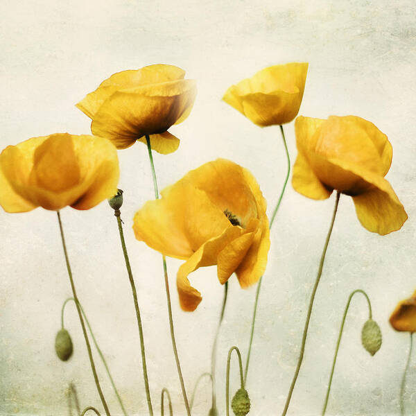 Yellow Art Poster featuring the photograph Yellow Poppies - Square Version by Amy Tyler