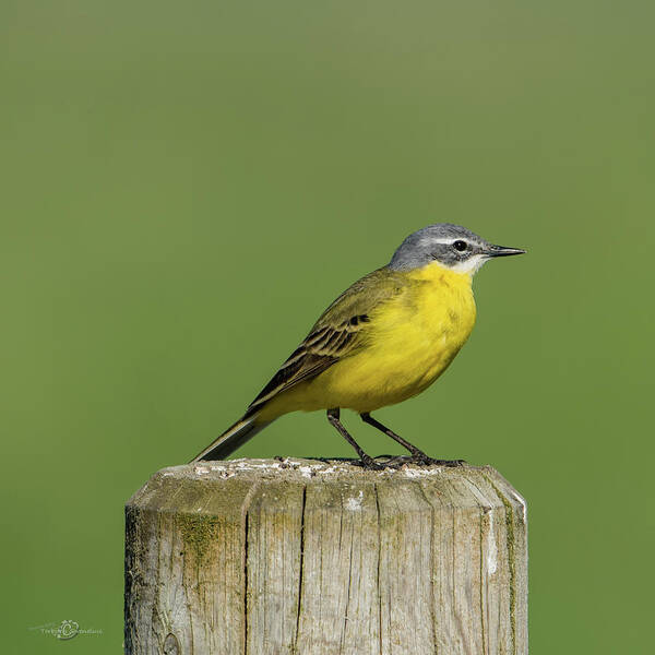 Yellow Wagtail Poster featuring the photograph Yellow Wagtail perching on the roundpole a close-up by Torbjorn Swenelius