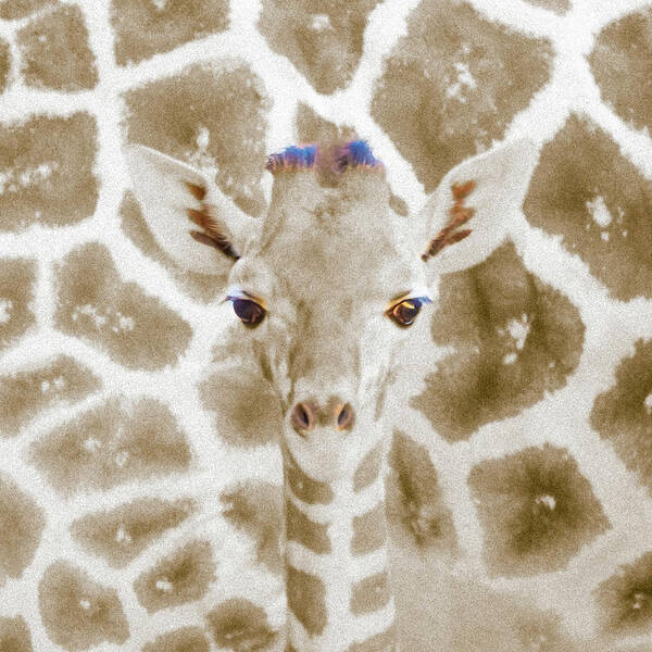 5dmkiv Poster featuring the photograph Young giraffe by Mark Mille