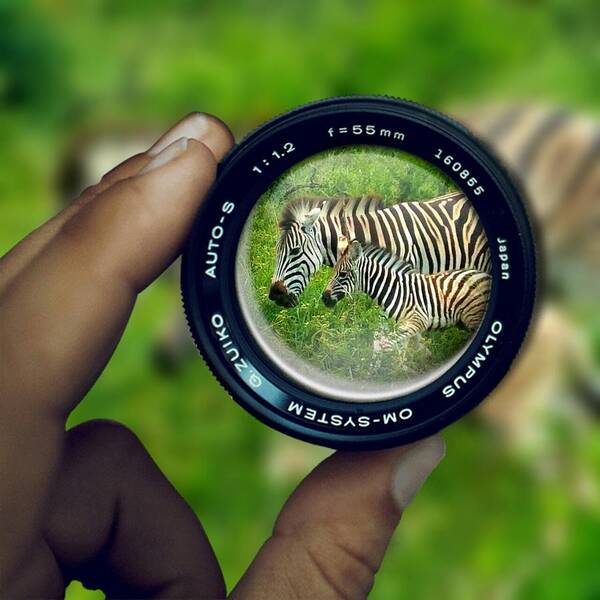 Zebras Poster featuring the digital art Zebra Lens by Vijay Sharon Govender