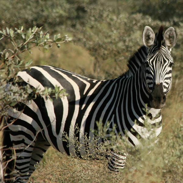 Karen Zuk Rosenblatt Art And Photography Poster featuring the photograph Zebra Portrait by Karen Zuk Rosenblatt