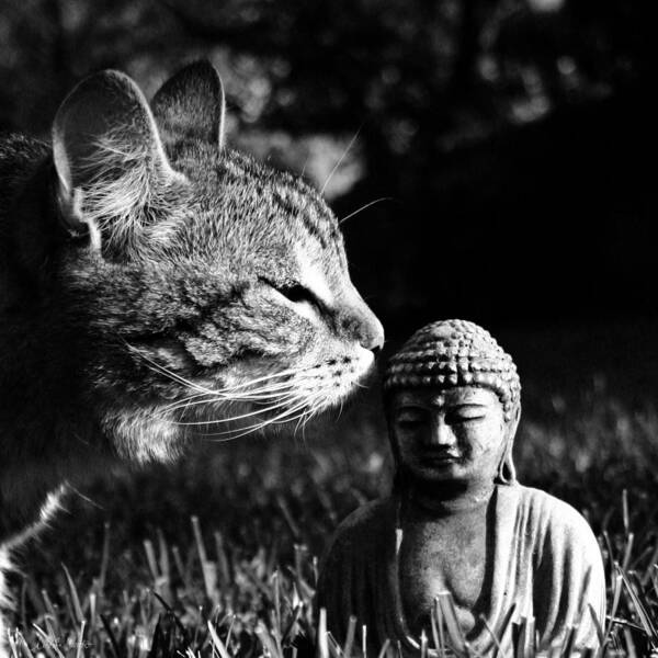 Cat Poster featuring the photograph Zen Cat Black and White- Photography by Linda Woods by Linda Woods