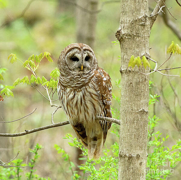Bird Poster featuring the photograph Barred Owl #1 by Dennis Hammer