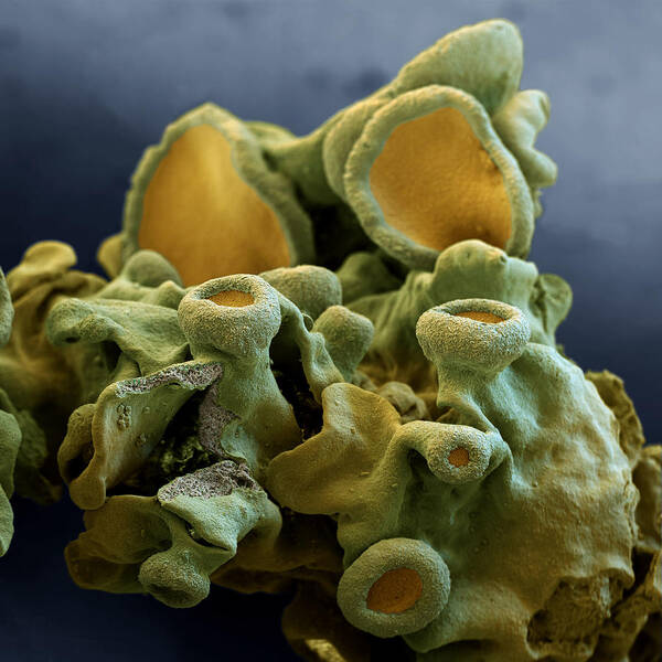 Algae Poster featuring the photograph Common Orange Lichen #1 by Meckes/ottawa