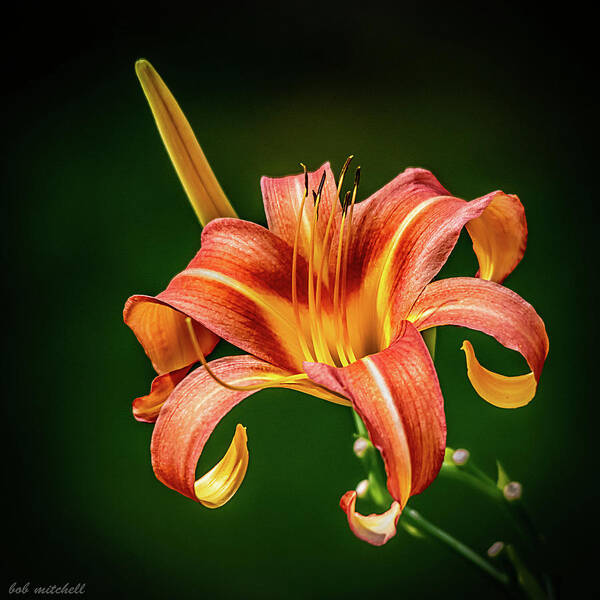 Nature Poster featuring the photograph Day Lily #1 by Robert Mitchell