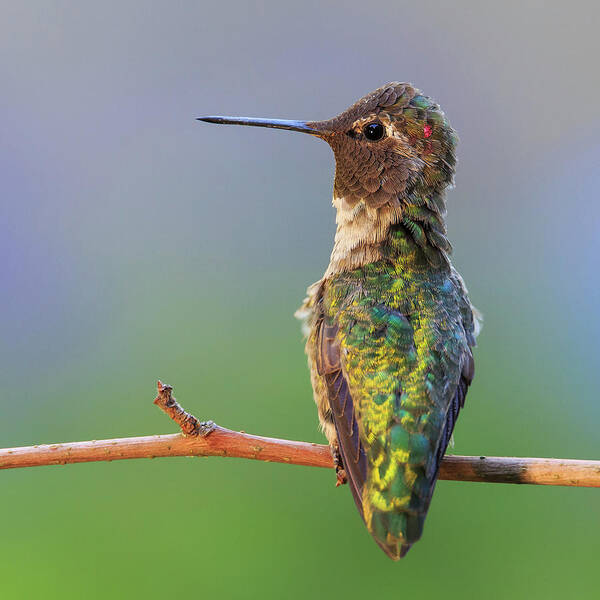 Animal Poster featuring the photograph Midsummer Night's Dream V - Male Anna's Hummingbird #1 by Briand Sanderson
