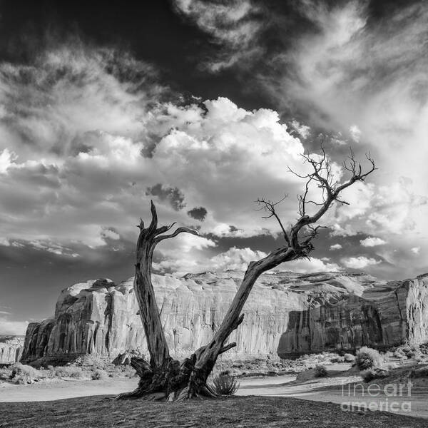 Adams Poster featuring the photograph Monument Valley Juniper Tree And Mesa by Silvio Ligutti