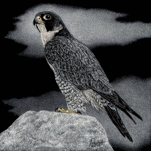 Falcon Poster featuring the drawing Peregrine Falcon #1 by Ann Ranlett