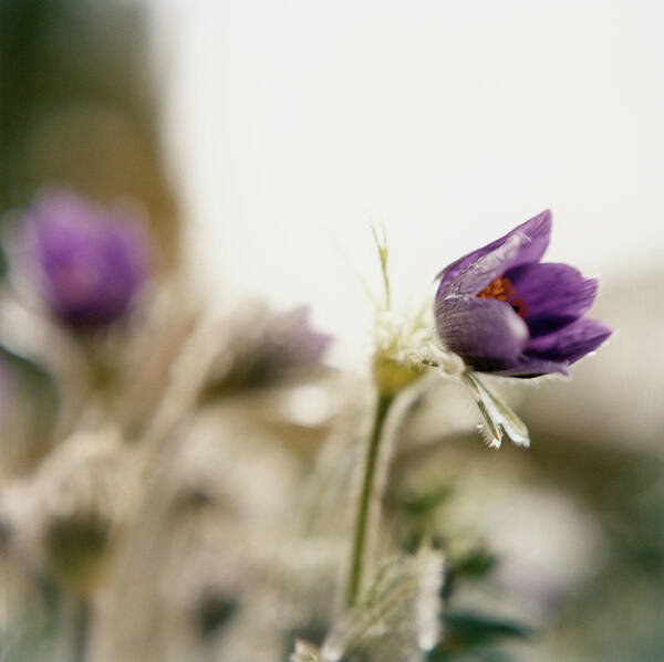 Purple Poster featuring the photograph Purple Flowers #1 by Charles Gullung