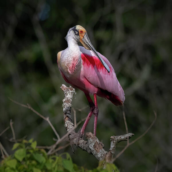 Rookery Poster featuring the photograph Roseate Spoonbill #1 by JASawyer Imaging
