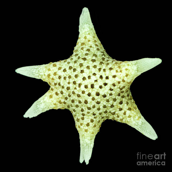 Animal Poster featuring the photograph Star Sand Foraminifera by Gerd Guenther/science Photo Library