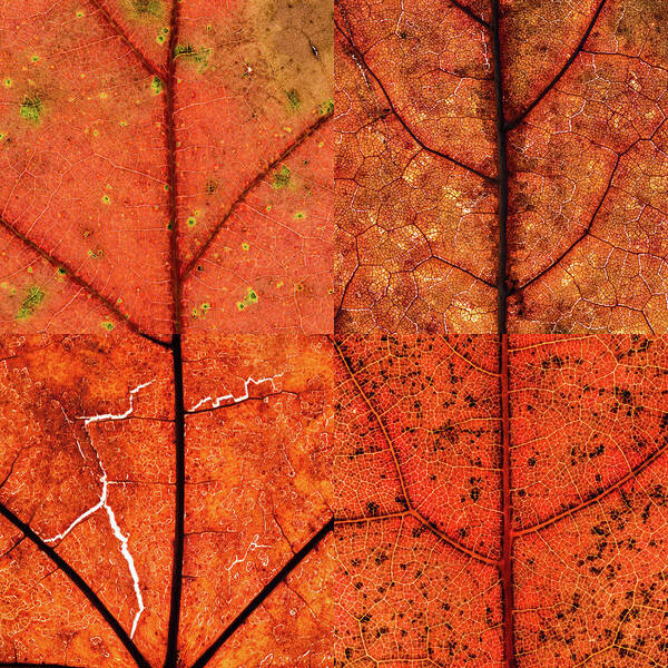 Swatch Poster featuring the photograph Swatches - Autumn Leaves inspired by Gerhard Richter #11 by Shankar Adiseshan