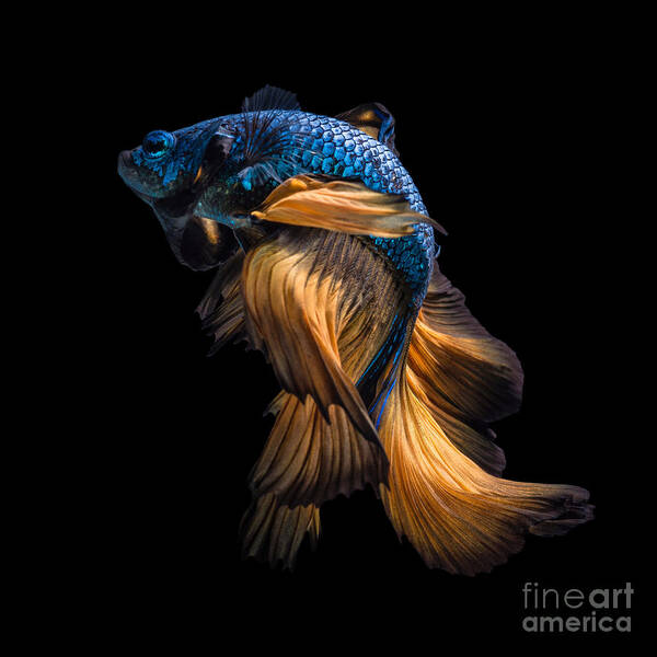 Fancy Poster featuring the photograph Colourful Betta Fishsiamese Fighting by Nuamfolio
