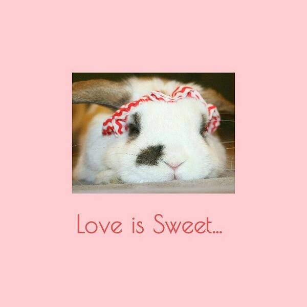  Poster featuring the photograph Love is Sweet... #4 by The Art Of Marilyn Ridoutt-Greene