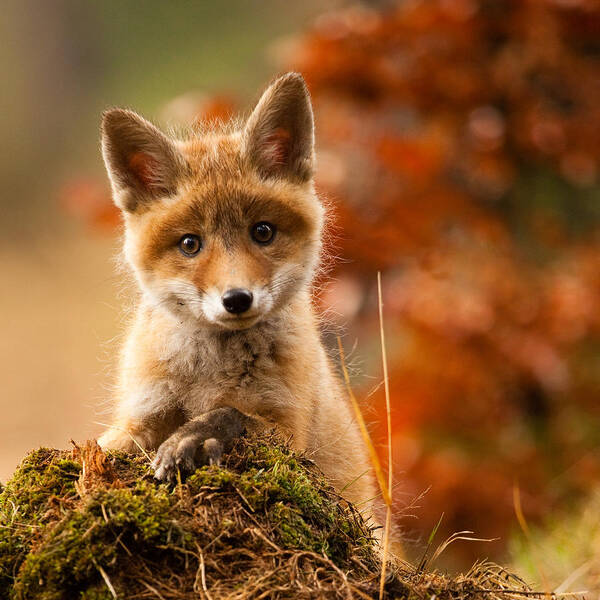 Baby Poster featuring the photograph Fox #4 by Robert Adamec