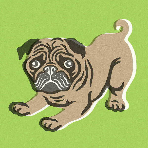 Animal Poster featuring the drawing Pug #4 by CSA Images