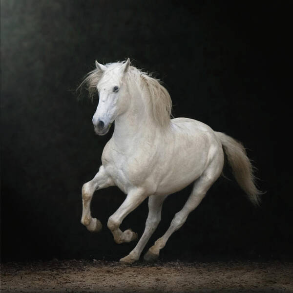 Horse Poster featuring the photograph White Horse Galloping #5 by Christiana Stawski