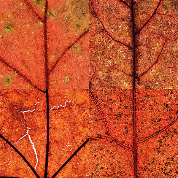 Swatch Poster featuring the photograph Swatches - Autumn Leaves inspired by Gerhard Richter #8 by Shankar Adiseshan