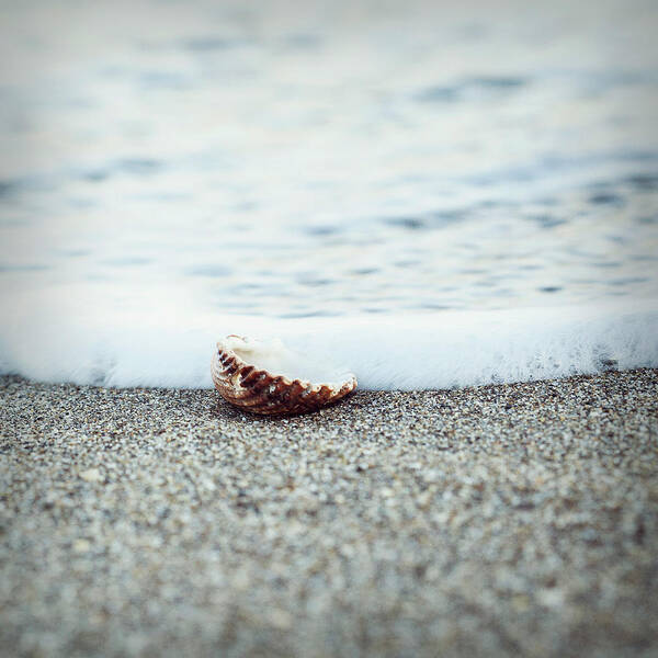 Tranquility Poster featuring the photograph A Lonely Sea Shell On Sand And The Sea by I Hope You Like My Work