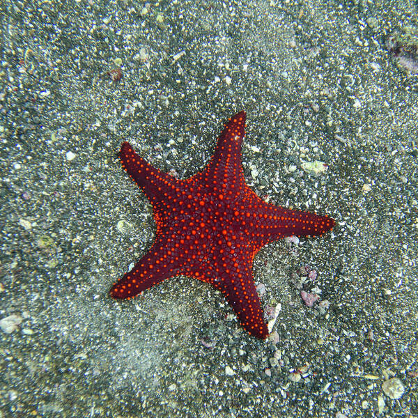 Underwater Poster featuring the photograph A Red Starfish by Keith Levit / Design Pics