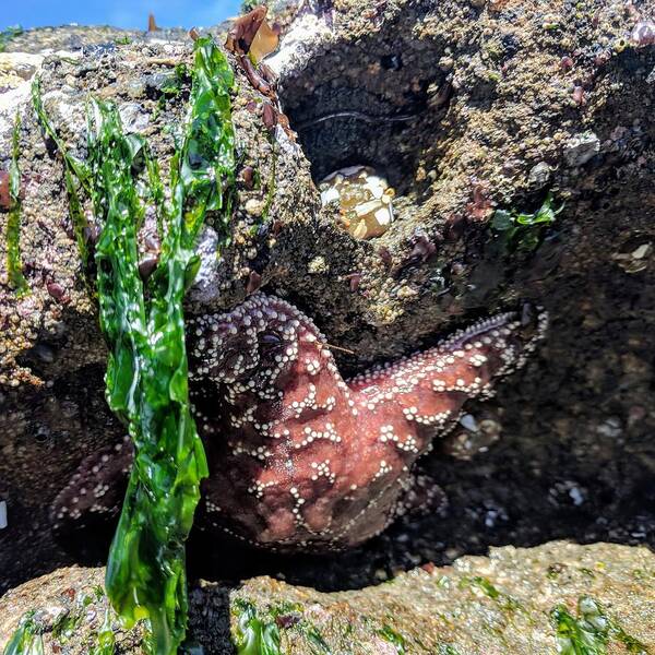 Sea Poster featuring the photograph A Starfish is Born by Misty Morehead