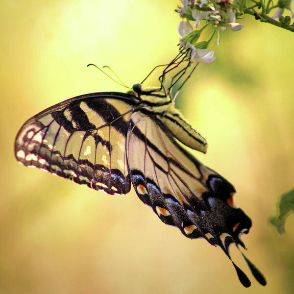 Butterfly Poster featuring the photograph A Tiger by His Tail by Michael Allard