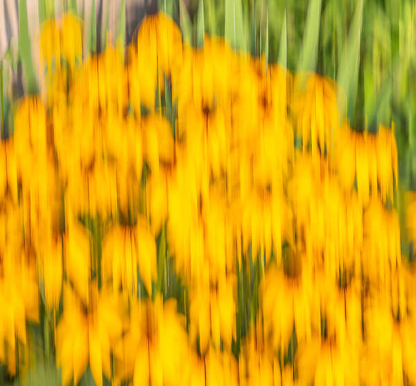 Sunflowers Poster featuring the photograph Abstract Rudbeckia 2018-1 by Thomas Young