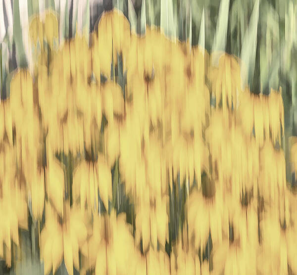 Sunflowers Poster featuring the photograph Abstract Rudbeckia 2018-2 by Thomas Young