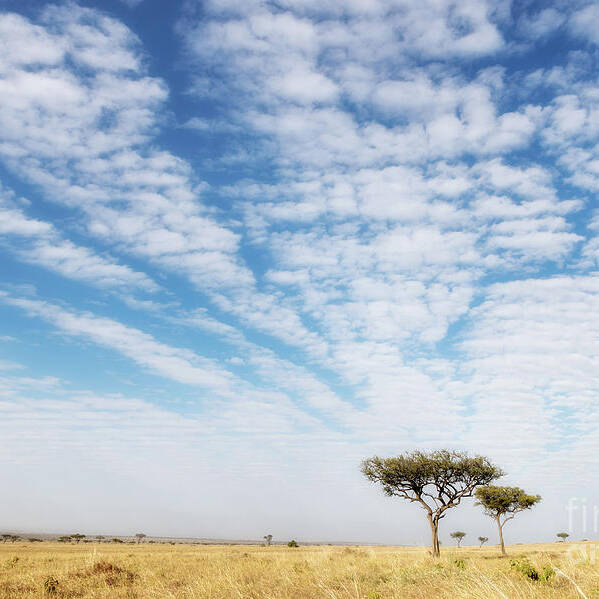 National Poster featuring the photograph Acacia trees in the Masai Mara by Jane Rix