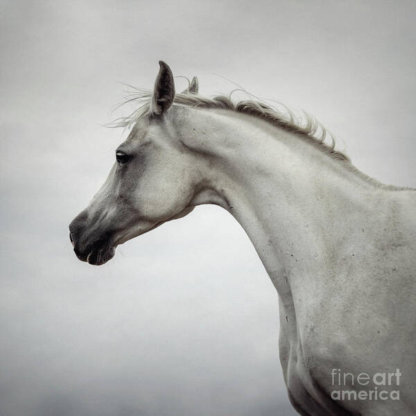 Horse Poster featuring the photograph Arabian Horse Portrait by Dimitar Hristov