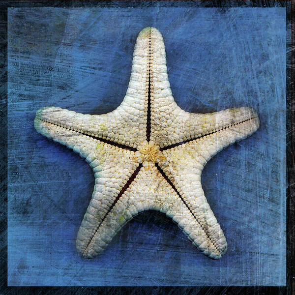 Armored Starfish Underside Poster featuring the digital art Armored Starfish Underside by John W. Golden